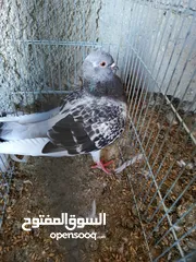  3 حمام للبيع