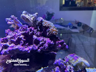 3 Aquarium with salt water (fish, coral and all appliances are included)