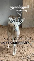  1 للبيع غزلان ريم + دماني