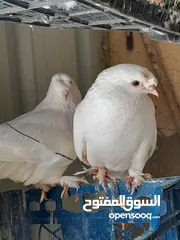  4 حمام و زغاليل مكاوي الوان و اعمار مختلفة