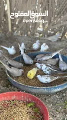  19 Dove bird pigeon دوف مكس للمهتمين للتربية منتج