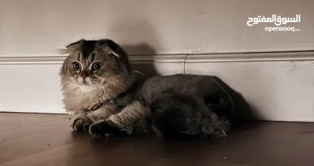  8 قطط سكوتش فولد  Scottish fold