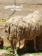  4 فحل خاروف عساف