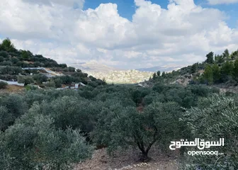  5 2دونم للبيع في كفرراعي (جنين)