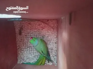  1 زوج ببغاء دره هندي