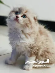  2 قطط العمر شهرين للبيع