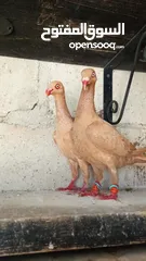  1 جواز حمام للبيع