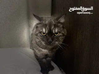 4 قط للتبني العمر سنه