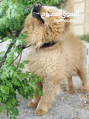  2 تشاو تشاو ذكر مستوى عالي