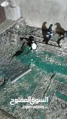  7 متاح طواير حلوات شغلات مكفولات شغل كينه شغل ماشاء الله