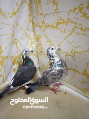  22 زاجل سباق أجواز منتجة وطبات جاهزة أبطال الابطالTob طيور نخبة تصليح وفوز من هواه أبطال المملكة للزاجل