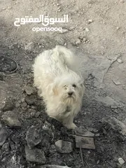 1 عمر 9 شهور