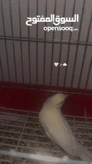  3 طير كنار للبيع