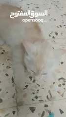  6 بسھ لونھا اشقر من بسھ شيرازي