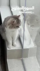  5 للتبني قطه شيرازيه العمر 6 سنوات ( صغيره الحجم )