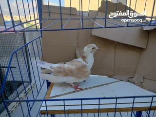  15 حمام بلدي وانواع اخره   بحاله ممتازة شغالات 14جوز وهاي بعض الصور