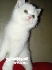  12 قطة كتنز  بيبي قط  كتن  و قطه سيامي شوكلت   بسعر رمزي  شبه تبني للتبني متعوده لتربوكس وداري فود