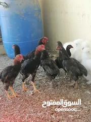  5 1-دجاج كشاموا وسلكي 2-صيصان دجاج عماني مهجن إقرأ الإعلان