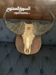  3 African buffalo skull راس جاموس افريقي