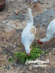  3 دجاج عرب أصليات