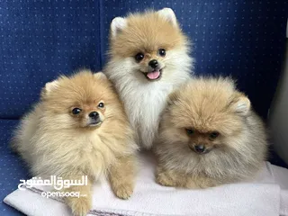  1 Pomeranian puppy's