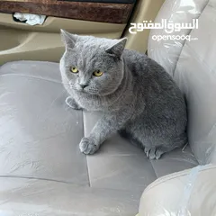  3 سكوتش بريتش