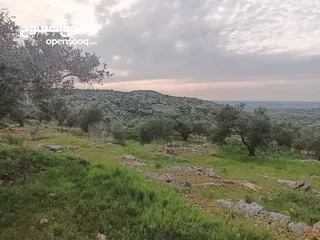  1 أرض _مزرعة زيتون مساحة 18 دنم للبيع