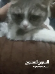  2 حيوانات للبيع