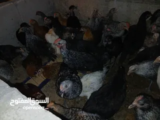  2 فرخات عمر 3 شهور وشهرين ونص