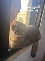  3 4 قطط للبيع