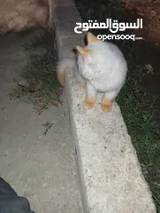  2 متوفر لدينا قطاط شرزي