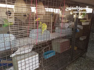  6 مطير عصافير للبيع
