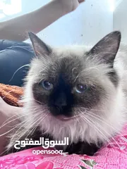  2 قطه هملايه للببع