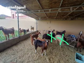  3 بيع الاغنام