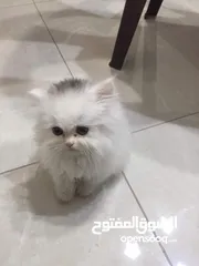  1 شيرازي بيور