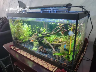  16 حوض نباتات اجنبي كريستال اكوائيل تحفه فنيه