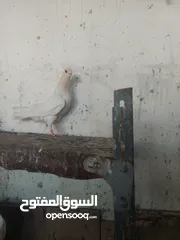  4 ثلاث فراخ  فرخين بواز اخوان فطم جديد مخلف وقواق بواقي الاربعه
