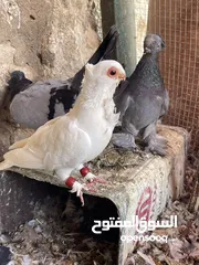  12 جواز حمام للبيع كوم