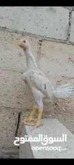  12 صيصان وديوك باكستاني