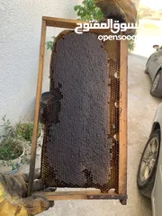  2 عسل كينا بلدي طبيعي 100% للبيع