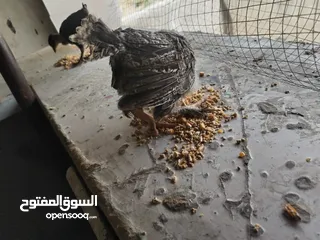  5 صيصان بلدي عمر شهرين جوده عاليه