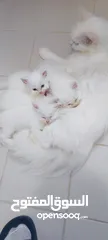  1 TURKISH ANGORA KITTEN