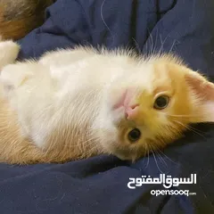  2 قطط هجينه للبيع (قطتين)  2 kittens