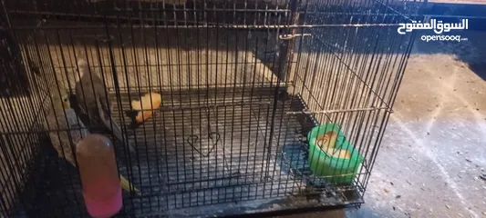  2 للبيع زوج كوكتيل منتجين من قبل اكثر من مره وانتاجهم موسمي وكل شهرين تقريبا المواصفات في الوصف