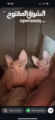  1 كتنز سفنكس فرعوني، Sphynx kittens(Pharaoh)