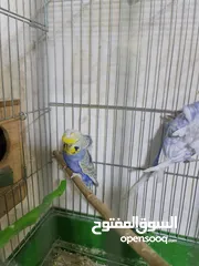  11 مجموعة طيور جواز كلها شغاله أن شاء الله