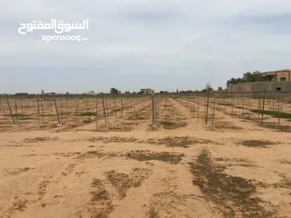  9 سددت عنب إيطاليه