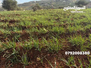  4 اقل سعر ب المنطقة ارض مميزه 3 دونمات ونصف قرب اتستراد جرش سهليه جاهزه للبناء والزراعه