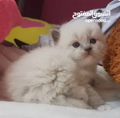  21 قطط كان هملايا بلو وهملايا اورنج عمر45 يوم