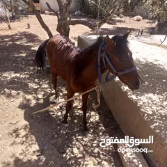  10 فرس مع مهر للبيع